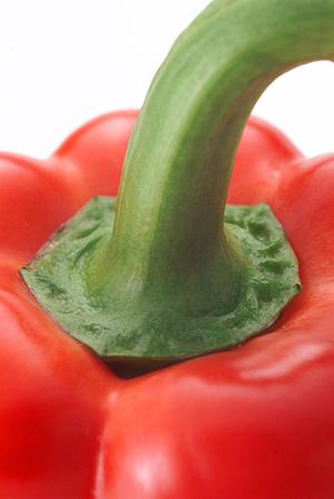 みなとみらいのシェイクシャック – 自然光あふれる空間で贅沢なバーガーを楽しむ